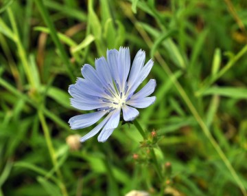 A purple chicory flower in a grassy field. The flower has 15 purple petals that fade into white towards their center. The diameter of the flower is about the same size as a bottle cap. The flower has a slender green stem, with multiple alternating buds growing down the length of the stem. 