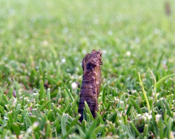 Brown pupal exuviae (pupal casing) of a crane fly, roughly the thickness of a pencil, protruding about an inch (2.54 centimeters) out of short-mowed turf after an adult has emerged.