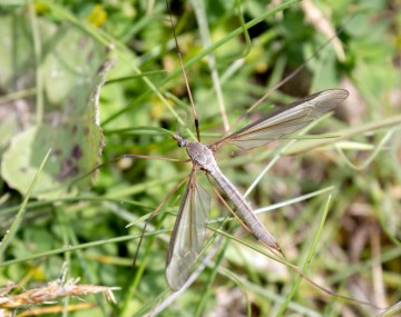 A live adult female Tipula oleracea sitting on top of long grass blades in a weedy field outdoors under bright sunshine.
