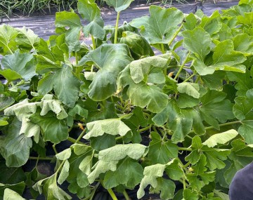 A cucurbit plant in a row with black plastic mulch, showing symptoms of Cucurbit Yellow Vine Disease, characterized by the wilting and curling of leaves.