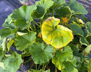 A close-up, overhead view of a cucurbit plant growing over black plastic mulch. In the center, a large, prominent leaf displays pronounced interveinal yellowing and dry, brown, scorched margins, characteristic of disease. This starkly contrasts with the surrounding broad, mostly healthy green leaves. Yellow blossoms are visible near the stems, and a few outer leaves show early signs of wilting or yellowing.