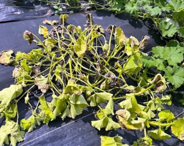 A severely collapsed cucurbit plant on black plastic mulch, exhibiting late-stage disease decline. The entire plant is completely wilted, with pale yellow, shriveled leaves and extensive brown, crispy, necrotic tissue. The leaf canopy has fallen flat, exposing a tangle of pale stems, starkly contrasting with the healthy, vibrant green leaves of a neighboring plant visible in the upper right corner.