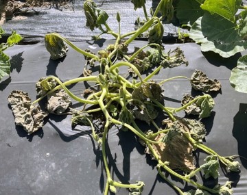 A severely collapsed cucurbit plant on black plastic mulch, displaying advanced bacterial wilt. Unlike the previous image where leaves turned bright yellow before dying, this plant shows a sudden, complete loss of turgor pressure (inability to support its own weight) without prior yellowing. The green stems lie exposed, while the leaves are entirely limp, shriveled, and dull green to brown, hanging lifelessly from their petioles.