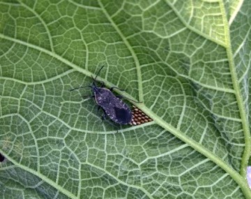A close-up of a dark gray adult squash bug, resting on the heavily veined underside surface of a healthy cucurbit leaf. Situated just behind the insect, tucked neatly into the angle between two leaf veins, is a cluster of small, shiny, bronze-colored, oval-shaped eggs.