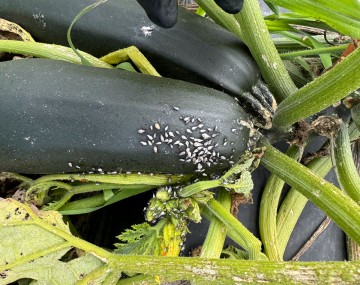 A close-up view of two dark green zucchini resting among prickly green plant vines. A dense cluster of light gray squash bug nymphs with dark legs is aggregated on the surface of the more prominent zucchini fruit. Dozens more of these nymphs are swarming and feeding on the green stem and a developing yellow flower bud immediately next to and beneath the squash. Black plastic mulch is visible on the ground under the plant.
