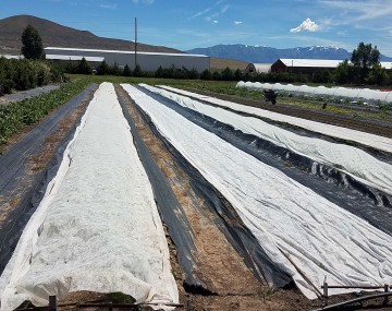 A farmed field with multiple row covers over crops. Four rows in the field have black plastic mulch along the sides of the crops, with a thin, mesh-like white net over the top of the crops. The net and the mulch span the full length of each row. 
