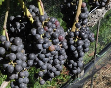 close up image of purple grapes on the vine