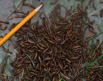 A large amount of crane fly larvae collected from turf in a pile in a clear bin  with a pencil for scale. Larval size varies but are averagely slightly longer than the pencil tip.