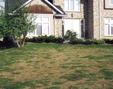 Front yard of a house showing patchy lawn damaged by European crane flies. Lawn is mostly brown, with some patches of green highlighting immense damage and missing grass sections. 
