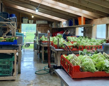 Wash station on a farm featuring easy to wash table surfaces, heads of lettuce upside down in orange plastic crates, and other wash crates stored on shelves rather than on the ground.