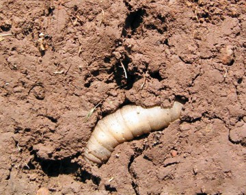 A cross section image of a chunky, pale tan larval crane fly surrounded by heavy clay soil, approximately 3-5 inches deep. Tunnels are present, indicating subsurface travel by the larva.