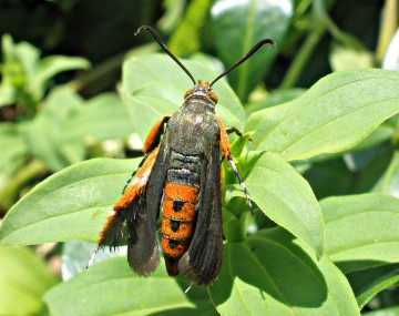 A squash vine borer adult moth resting on a plant leaf. The moth’s wings are slightly spread out, and it has a wingspan about the size of a house key. The moth has black forewings and clear hindwings, with a black thorax, two black antennae, and an orange abdomen. The abdomen has a vertical line of black dots running down its center. Feathery orange scales can also be found on the moth’s legs. The scales covering the moth’s body have a shiny, iridescent surface with a ruffled texture to them. 