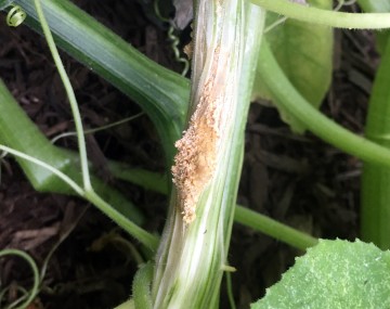 A cucurbit vine with apparent feeding damage from squash vine borer. The center of the vine has an oval-shaped deformity, with brown, sandy frass popping up from within the vine. About an inch above this deformity is another hole with brown frass from the larval feeding. 