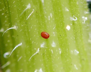 A single squash vine borer egg laid on a green cucurbit stem. The egg has a reddish-brown color with a shiny, reflective surface. The egg is about the size of a sharpened pencil tip and has an oval shape. 