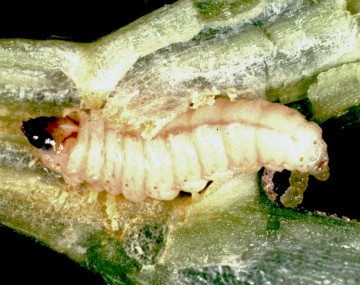 A squash vine borer larva inside a hollowed-out cucurbit stem. The larva has a fleshy, plump, cream-colored body with a brown head. The body of the larva is deeply segmented, and its total length is about the size of a house key. The inside of the stem has brown frass surrounding the larvae from its feeding. 