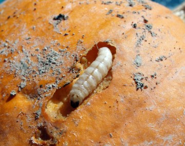 A squash vine borer larva tunneling into the surface of an orange pumpkin. The surface of the pumpkin has a channel in its rind that is about the same size as the larva. The channel has orange, mushy frass in it from larval feeding damage. 