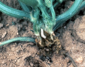 A squash vine borer larva feeding at the base of a squash plant. The squash plant has fallen over at its base, with the base having a black, rotten appearance. The base is also covered with brown, sandy frass, which is an evident sign of squash vine borer feeding. 