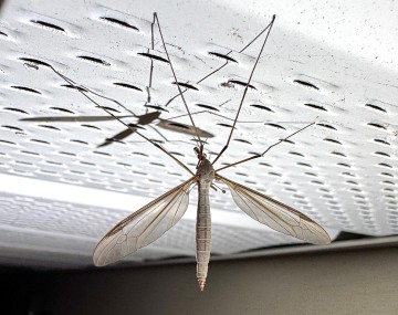 A medium brown female crane fly hanging onto the side of fencing with four legs present. The wings are slightly longer than the length of the abdomen. 