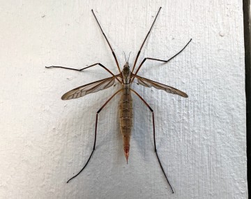 A medium brown adult female crane fly lying flat against a white wall with legs splayed out. The wings are approximately ⅔ the length of  a typical female specimen's wing.