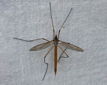 A medium brown female adult crane fly sitting on white fabric with a long, slender abdomen and upper legs splayed out. The wings are slightly shorter than the length of the abdomen. 