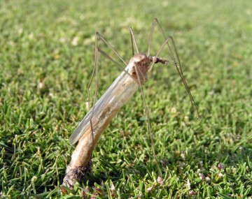 An adult crane fly emerging from turf with its legs and wings present. Its legs are bent nearly double as it pushes itself up and out of its pupal casing—its abdomen is more than halfway removed from  the pupal casing, a half inch (1.27 centimeters) of which is visible at the site of emergence.