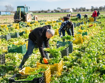 people work in a field