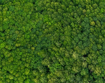 aerial view of a forest