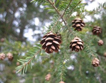 hemlock cones