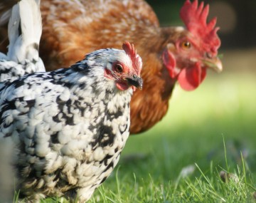 two chickens stand in the grass