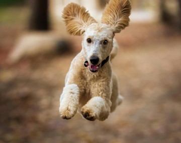 a dog runs toward the camera, captured in mid air