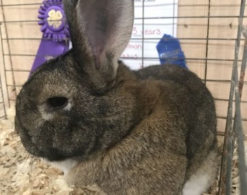 Rabbit in a cage