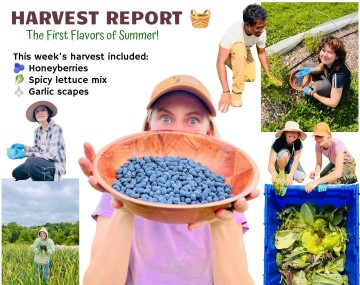 Collage of harvest images