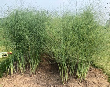 Two rows of mature asparagus plants that have "ferned out" in an agricultural field. The plants emerge from dry, cloddy brown soil with thick, smooth green stalks at the base that transition into a dense, tall canopy of fine, feathery green foliage dotted with tiny yellowish developing seeds or flowers.