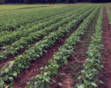A wide view of a large agricultural field showing long, straight, parallel rows of lush, bushy green plants, likely a bean crop. The reddish-brown soil between the rows is mostly bare, with some scattered small rocks and sparse weed growth. A dark green tree line borders the far edge of the field under an overcast sky.
