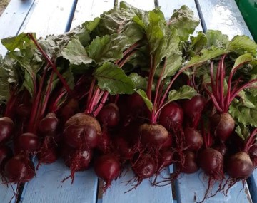 A pile of freshly harvested beets resting on a light blue slatted wooden table. The beets feature deep reddish-purple, round roots with small, stringy taproots extending from the bottoms. Attached are vibrant green leaves with thick, bright magenta stems and veins. The leafy greens appear slightly wet, giving the freshly picked vegetables a dewy look against the pale blue background.