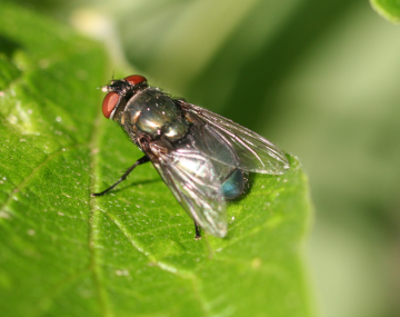 Close-up of a small blow fly with red eyes, transparent wings, and a metallic dark body resting on a green leaf. 
