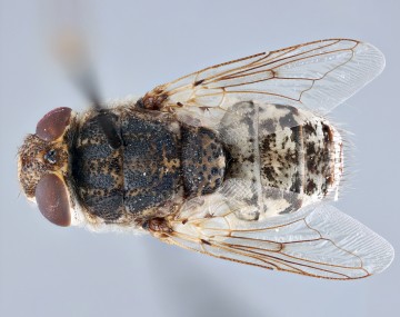 Adult sheep bot fly viewed from above against a light gray background. The fly has large reddish-brown compound eyes, a dark mottled thorax, pale abdomen with dark banding, and two clear veined wings extending along the body. 