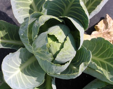 A close-up, top-down view of a green cabbage plant. Its tightly packed, pale green central head is surrounded by large, loose outer leaves featuring prominent, lighter-colored veins and slightly ruffled edges. Sunlight illuminates the varied green tones of the leaves. The plant sits against a dark background, likely black landscape fabric, with one dried, yellow-brown leaf visible on the right side.