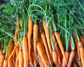 Two rows of mature asparagus plants that have "ferned out" in an agricultural field. The plants emerge from dry, cloddy brown soil with thick, smooth green stalks at the base that transition into a dense, tall canopy of fine, feathery green foliage dotted with tiny yellowish developing seeds or flowers.