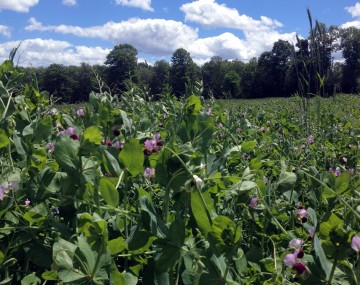 A sunny field of flowering purple clover, taken from a low angle with the blue sky in the background.