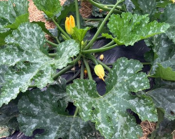 A healthy squash plant, likely zucchini, grows on black plastic mulch surrounded by light brown straw. The plant features thick green stems radiating outward and large, deeply lobed dark green leaves with distinct silvery-white mottling. Two bright yellow-orange blossoms, partially closed, are visible nestled among the stems near the plant's center.