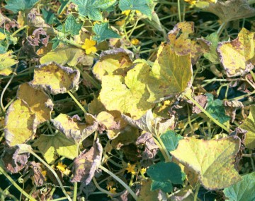 A close up of yellowed cucurbit plants with brown, desiccated and curled leaves
