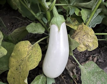 A smooth, elongated white eggplant hangs from its green stem close to the dark soil. The plant features several prominent leaves that are yellowing and mottled with brown spots, indicating possible disease or stress, alongside some healthier green leaves.