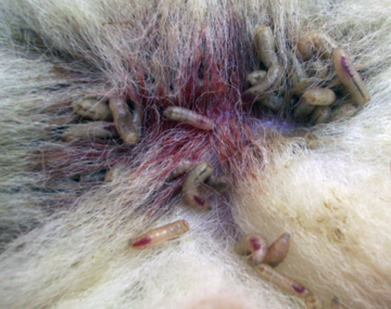 Close-up of a sheep affected by fly strike, showing numerous pale maggots feeding in a red, inflamed wound beneath the wool. The surrounding fleece is stained and matted, illustrating a severe parasitic infestation. 