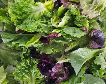A close-up view of a pile of freshly washed, wet mixed salad greens. The pile features a variety of textures and colors, including bright green, frilly-edged leaves, smooth pale green leaves, and dark red or purple-tinged leaves. Glistening water droplets are visible across the crisp foliage.