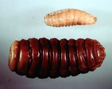A close-up of two sheep bot fly larvae at different stages of maturity resting on a plain, light-colored background. The immature larva positioned on top is small, pale yellowish-white, and lightly segmented. Below it, the mature larva is significantly larger and thicker, featuring a glossy, dark reddish-brown exterior with deeply ridged, pronounced segments along its body.