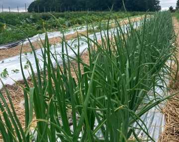 A low-angle view looking down a row of tall, vibrant green onion plants growing through clear plastic mulch in an agricultural field. Dry, golden straw is laid out in the pathways between the planted rows. To the left, neighboring rows feature newly sprouted seedlings and larger, leafy green vegetable plants. In the distance, a dark green tree line stretches across the horizon under an overcast sky.