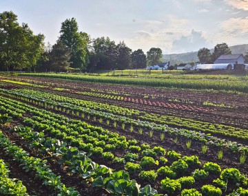 A scenic, wide-angle view of a diverse agricultural field bathed in the golden light of late afternoon. Long, straight, parallel rows of various crops in different stages of growth stretch across the dark brown soil, featuring vibrant greens of lettuces and brassicas, and patches of reddish-purple plants. Bright sun rays stream in from the upper right corner. In the background, lush mature trees line the property, and white farm buildings, including a barn and a high tunnel sit nestled against distant hills