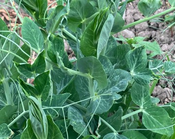 A close-up of a green pea plant growing in dry, cloddy soil. The plant features broad, rounded green leaves with faint lighter veining, sturdy pale green stems, and many delicate, curling tendrils extending outward. A few young, flat, tightly closed green pea pods are nestled and partially hidden among the dense foliage.