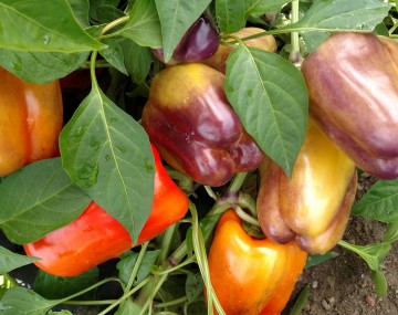 A close-up view of a pepper plant heavily laden with glossy bell peppers in various stages of ripening. The peppers display a striking mix of colors, including solid bright red, yellow-orange, and several with deep purple and brownish mottling over a yellow base. Vibrant green leaves, some speckled with water droplets, surround the clustered fruit, with dry garden soil visible at the bottom right corner.